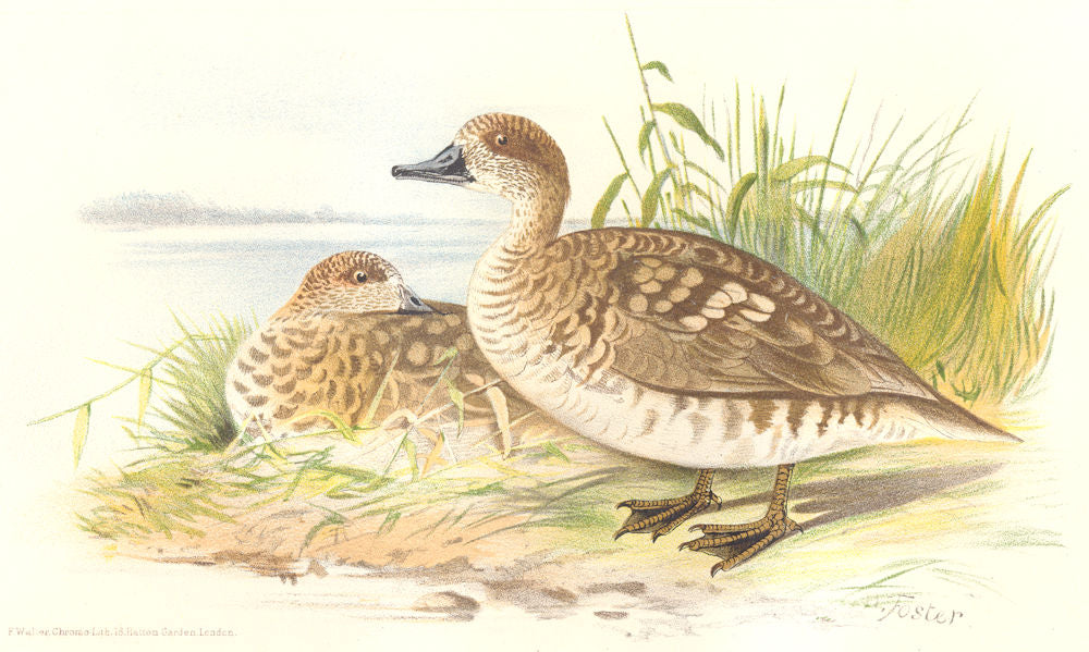 INDIAN GAME BIRDS. Marbled Teal (Querquedula Angustirostris). FINN 1915 print